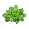 menthe